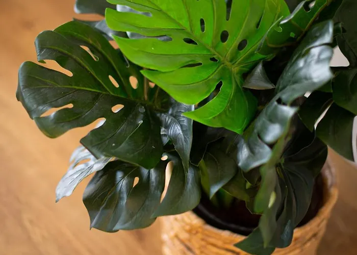 Apartment Cotillo Beachfront Escape La Oliva